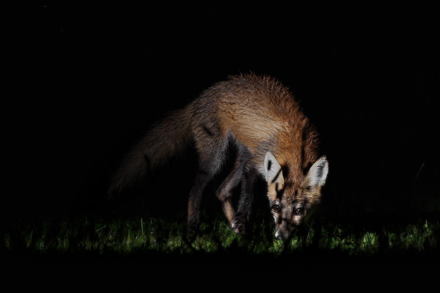 Midnight  fox