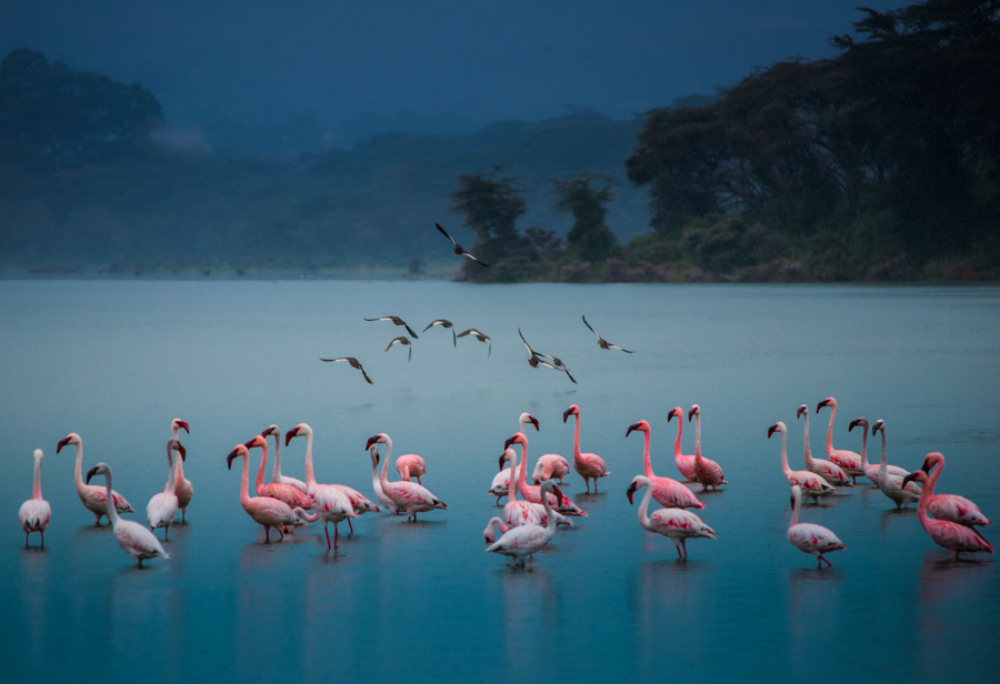 Lake Flamingo