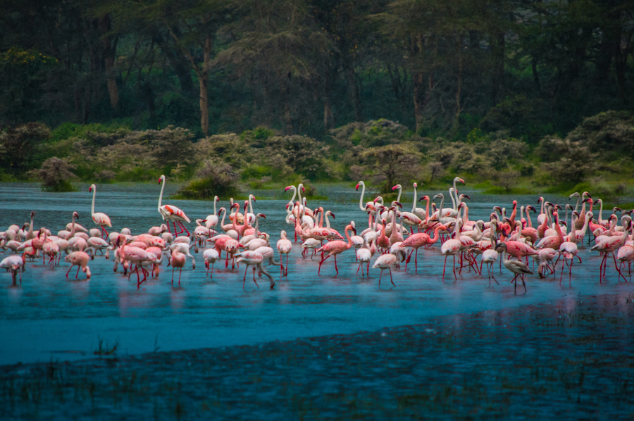 Lake Flamingo