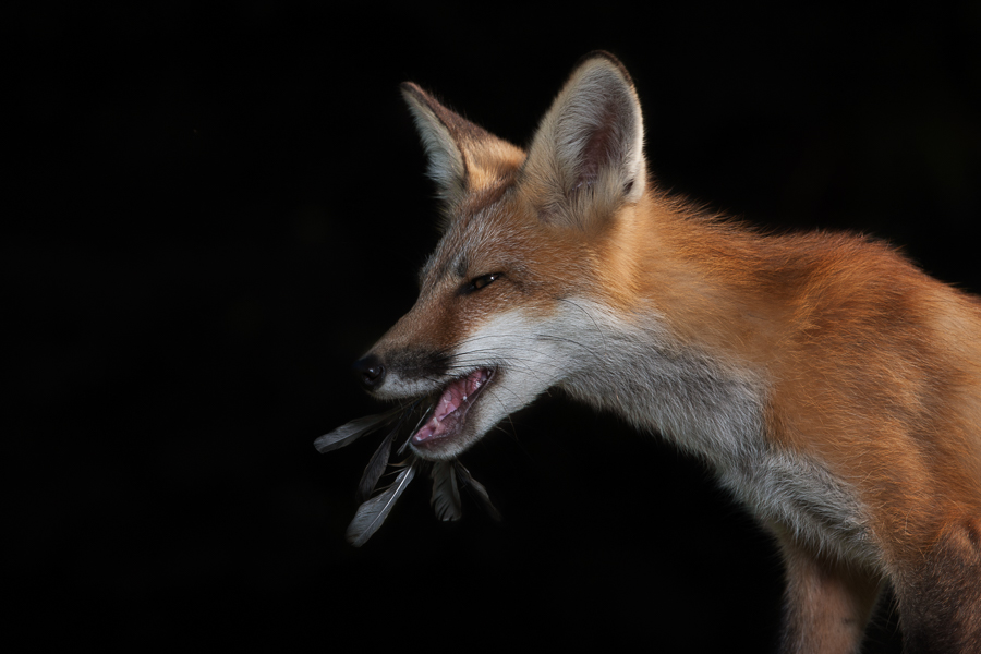 Midnight  fox