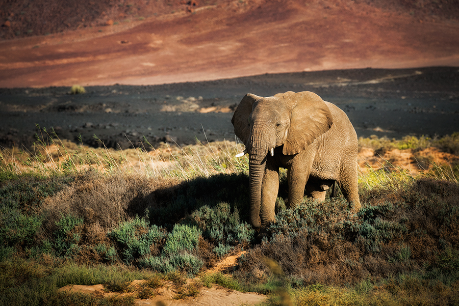 Endangered giants of the Namib desert