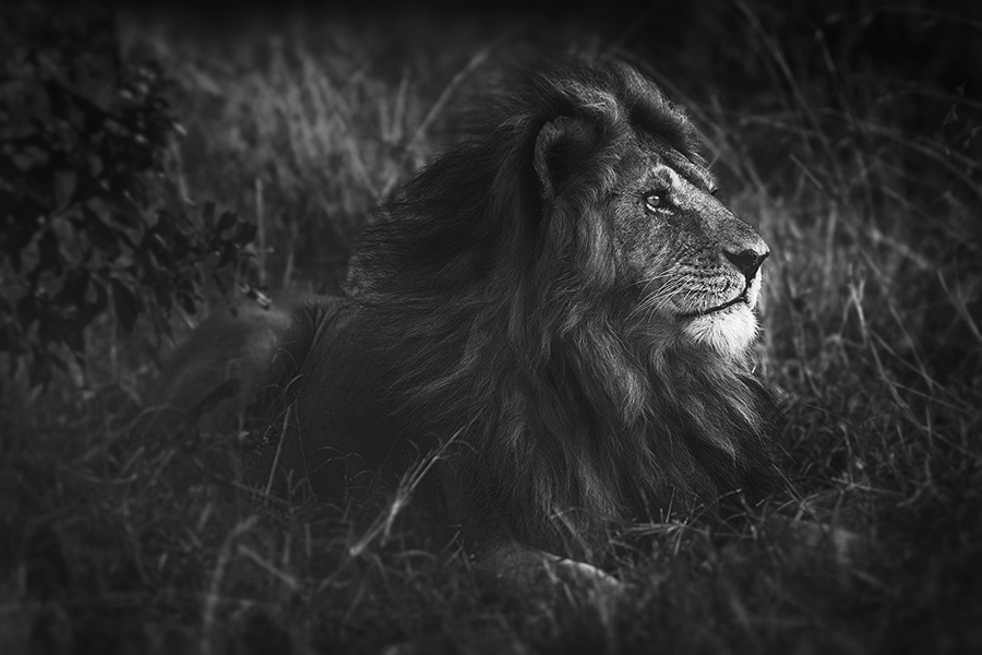 Portraits of lions