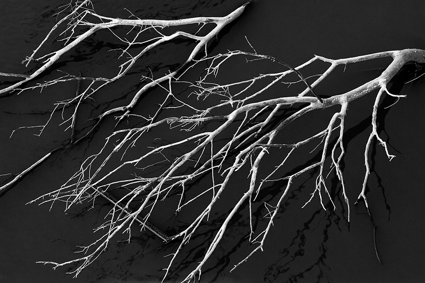 Bleached Branches