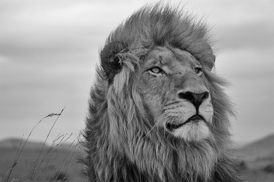 A portrait from the wilderness in black&white