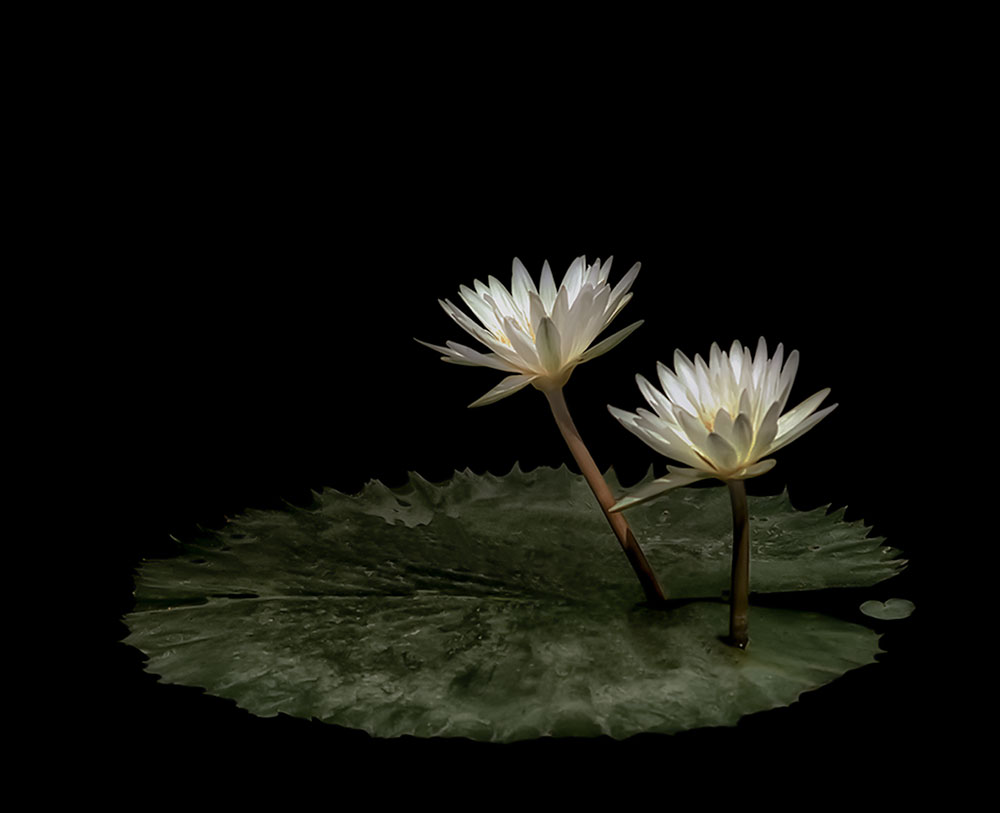 Water Lilies (Nymphaea ampla)
