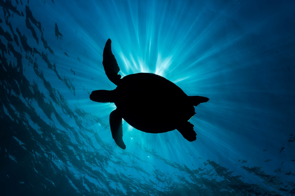 Turtle Rays