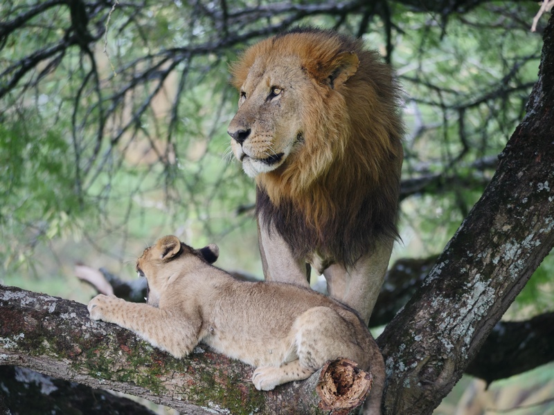 Lions Education