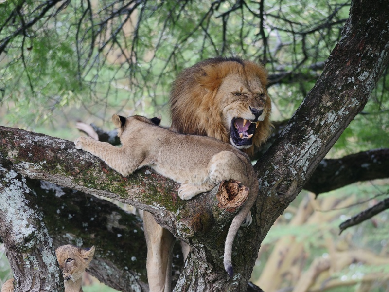 Lions Education