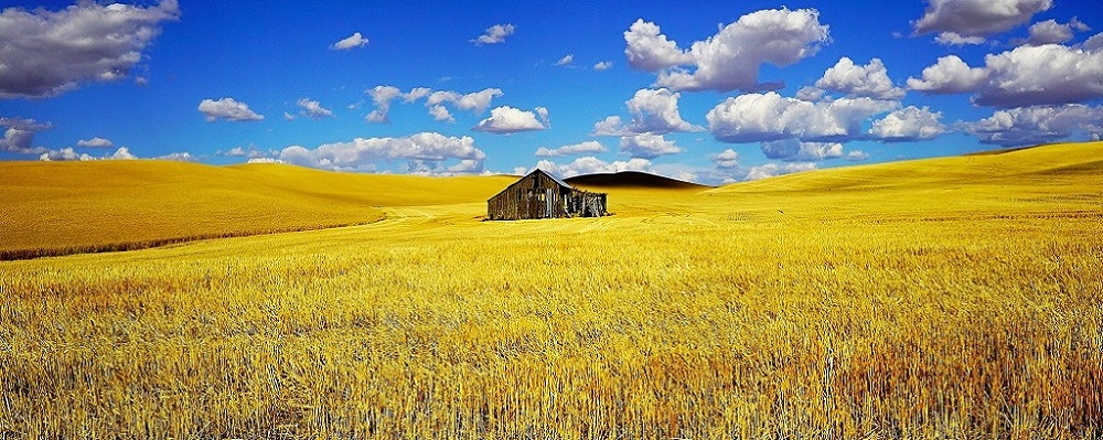 Golden Wheat Field