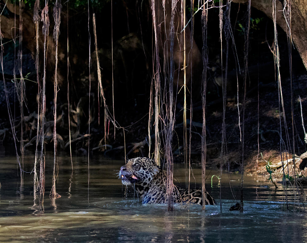 Jaguars of the Pantanal