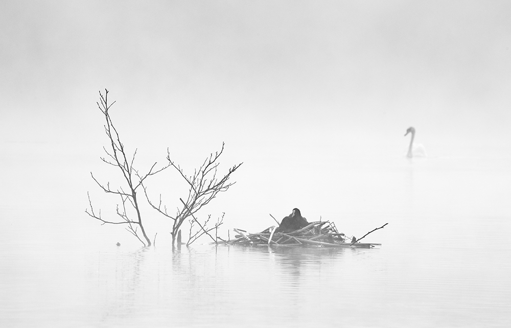 Ghosts in the Mist