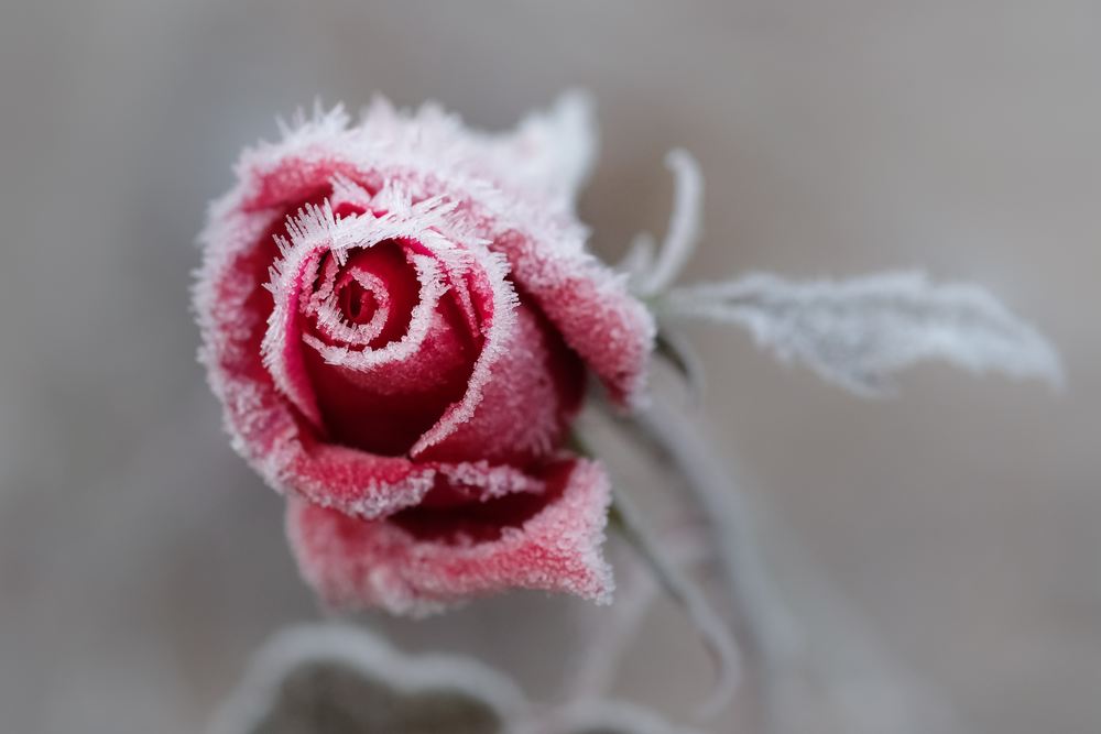 Frost roses
