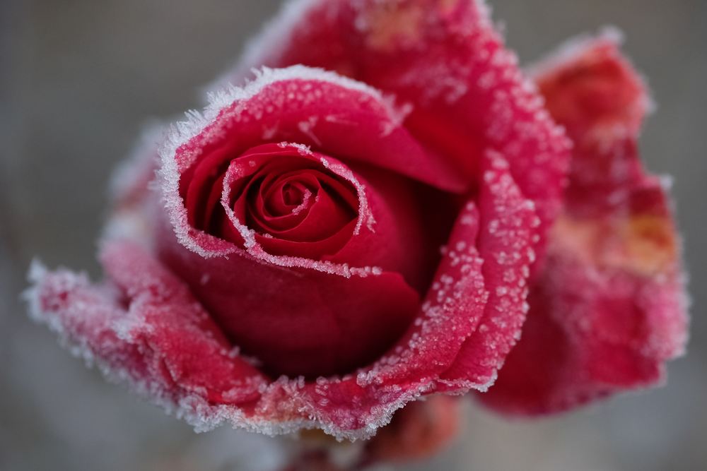 Frost roses