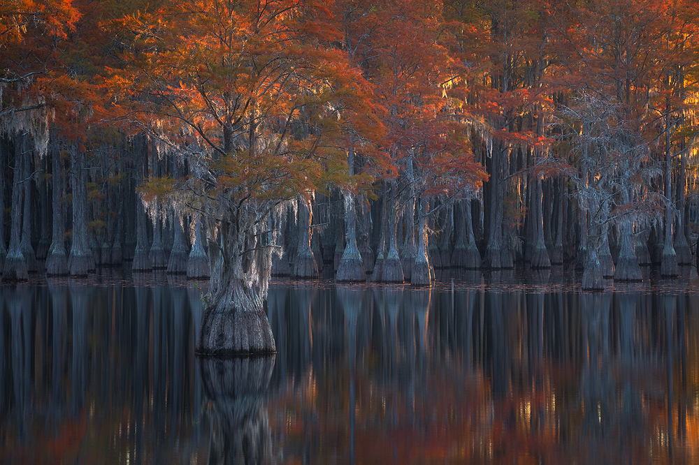 Cypress Autumn