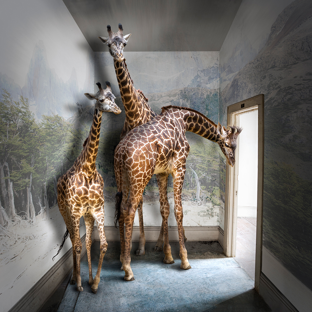 Dominion: Portraits of Animals in Captivity