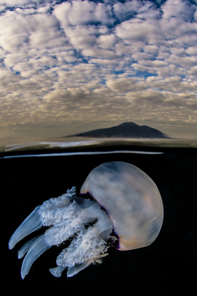 Jellyfish under the Vesuvio