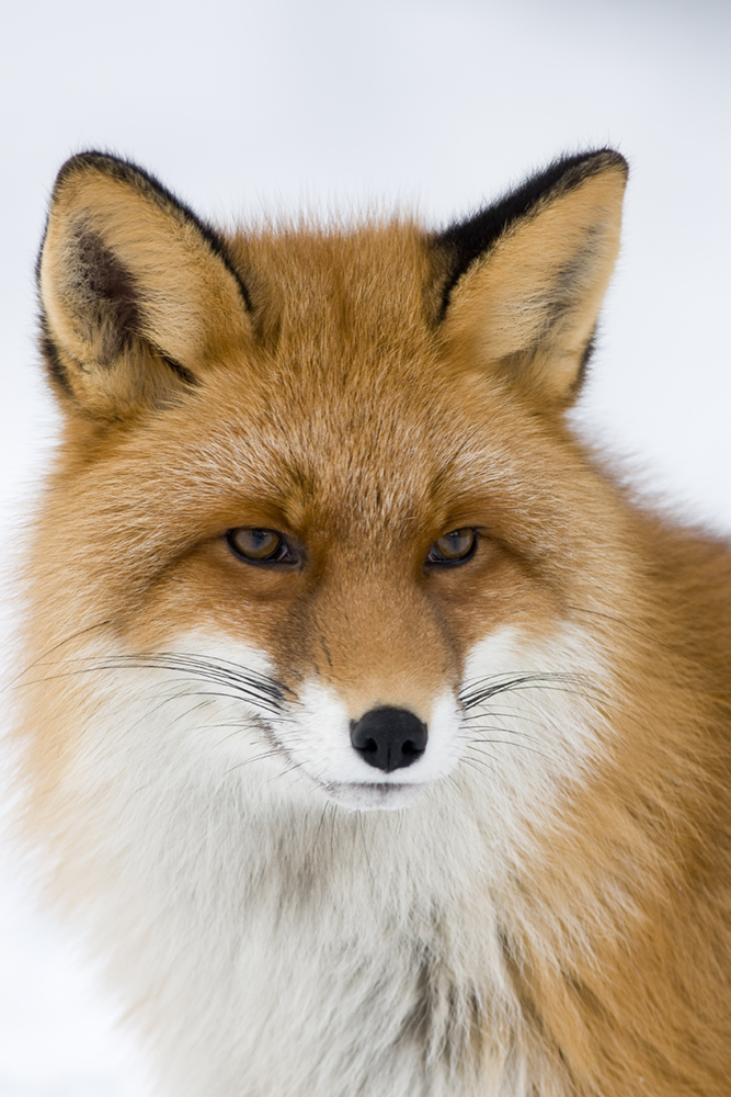 Red Fox ,Norwegian winter