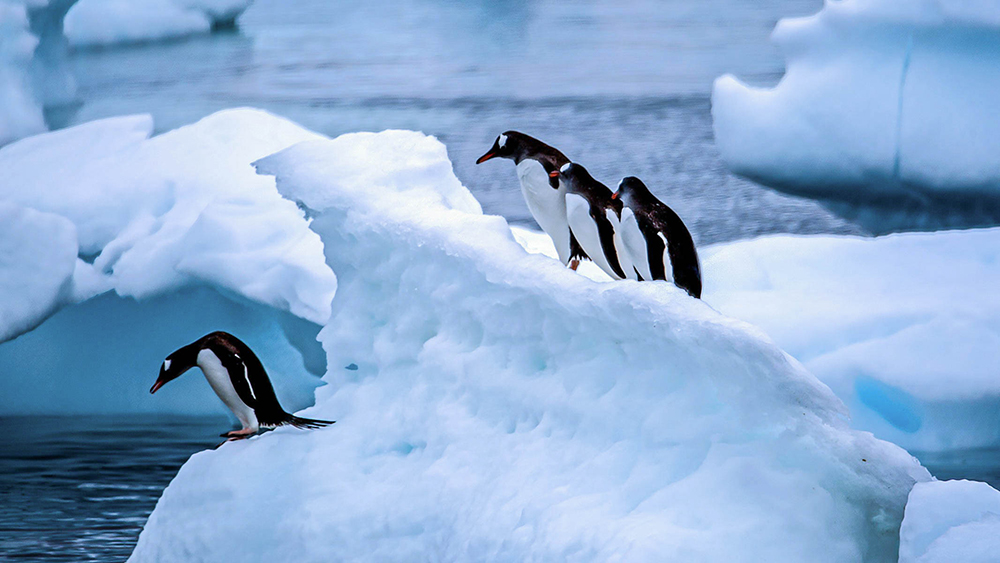 The Glacier and Penguins