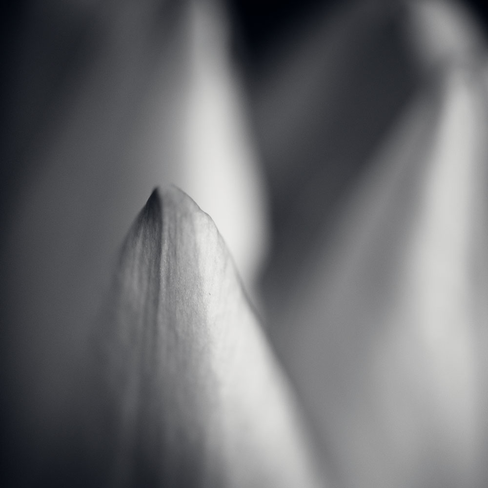 Tulips - A Study in Black and White