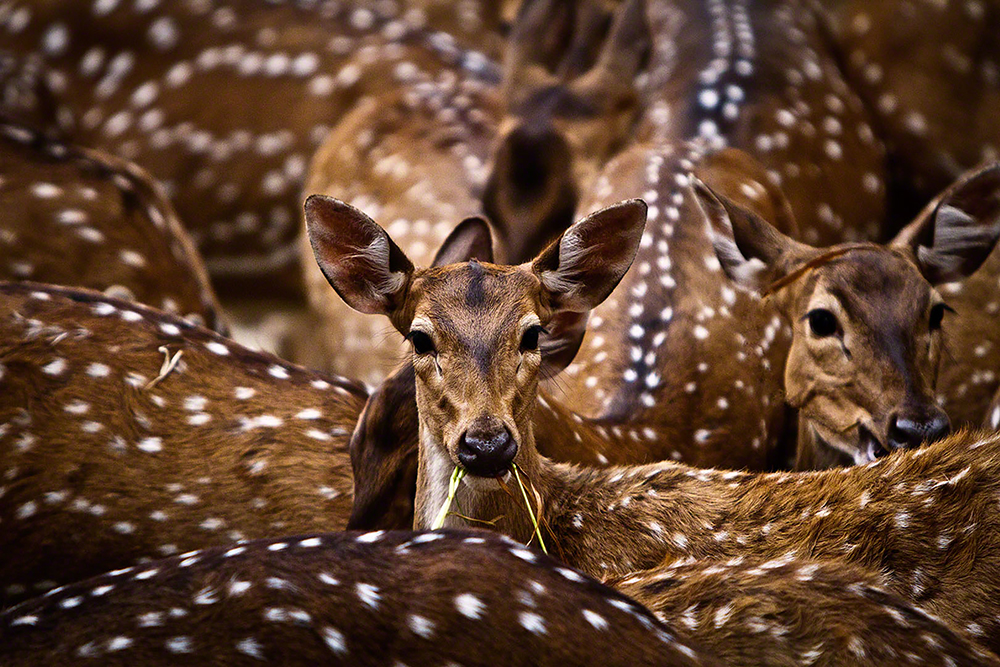 Spotted Indian Deer
