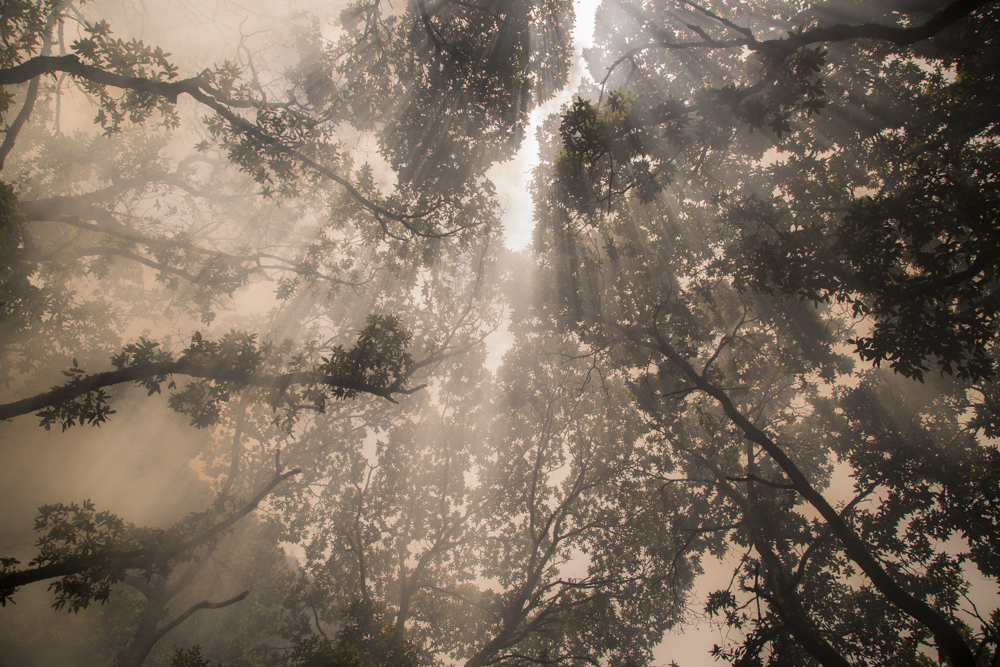 Forest fire, Iguaque National Park.