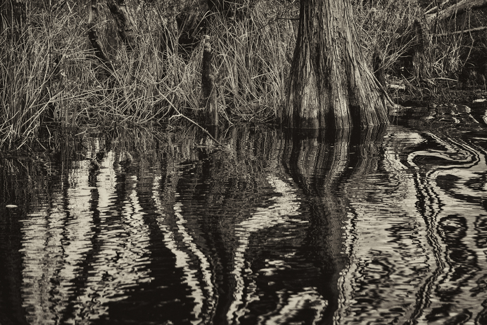 Water Trees