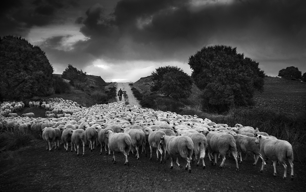 The Last Shepherds of Soria.