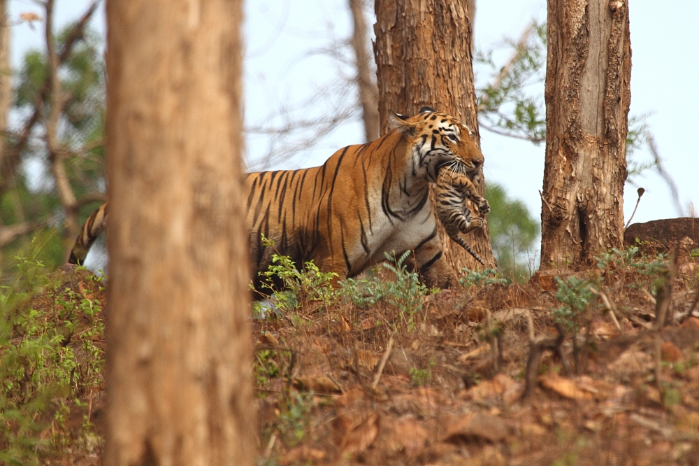 Tigress & Cub Series