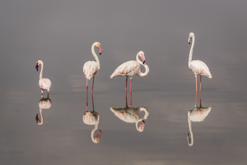 Flamingo Quartet