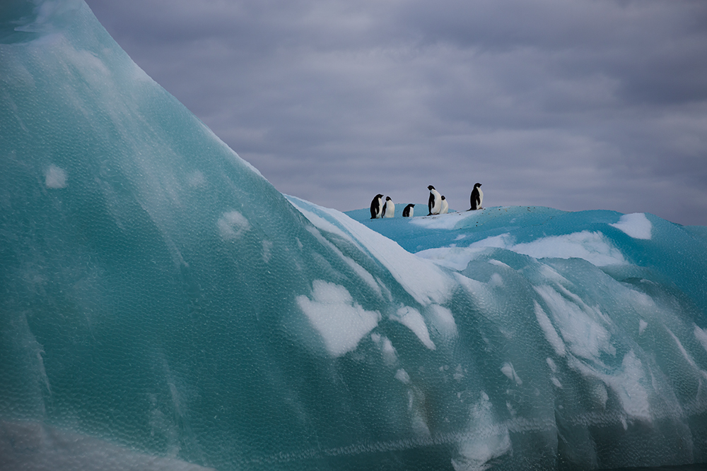 Penguin's Iceberg