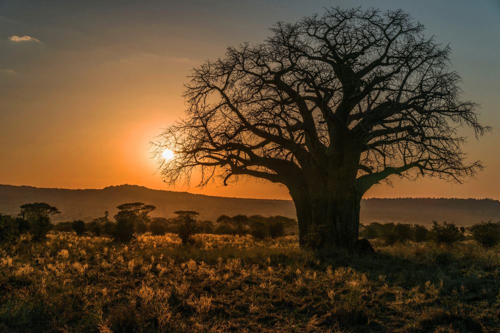 Old baobab at sunset