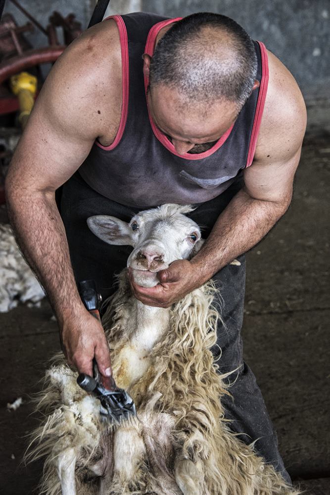 Shearing of sheeps