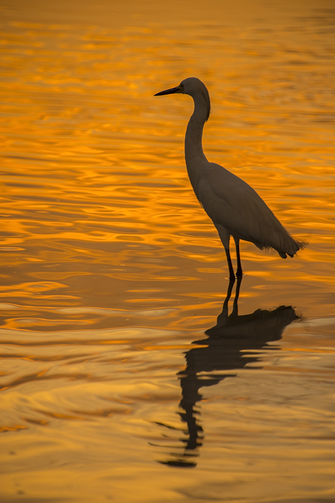Sunset Meditation with a Snowy Egret at Erin Bay, Trinidad