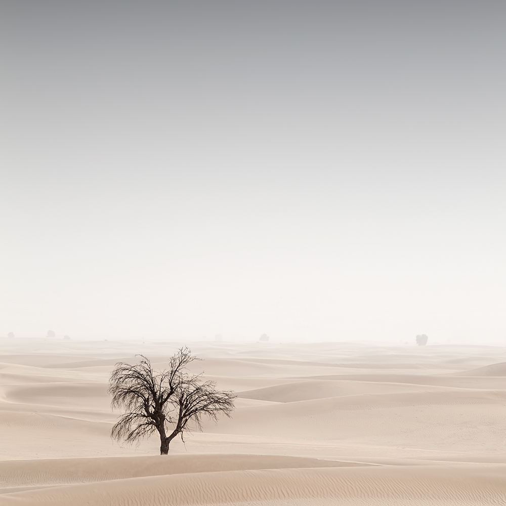 Desert in Transition