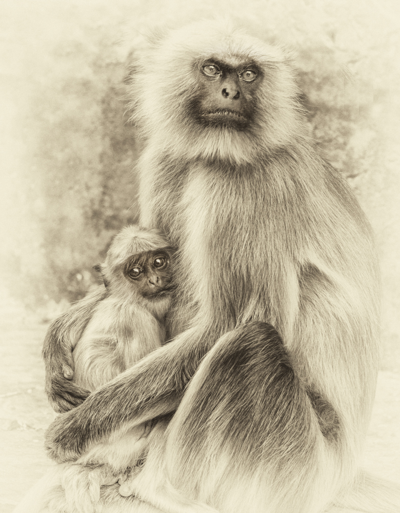 Monkeys portraits