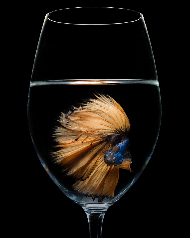 Glass Fish