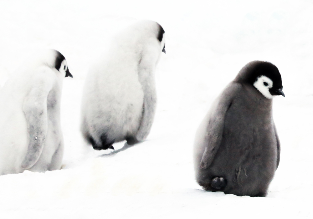 Emperor Penguin Chicks 