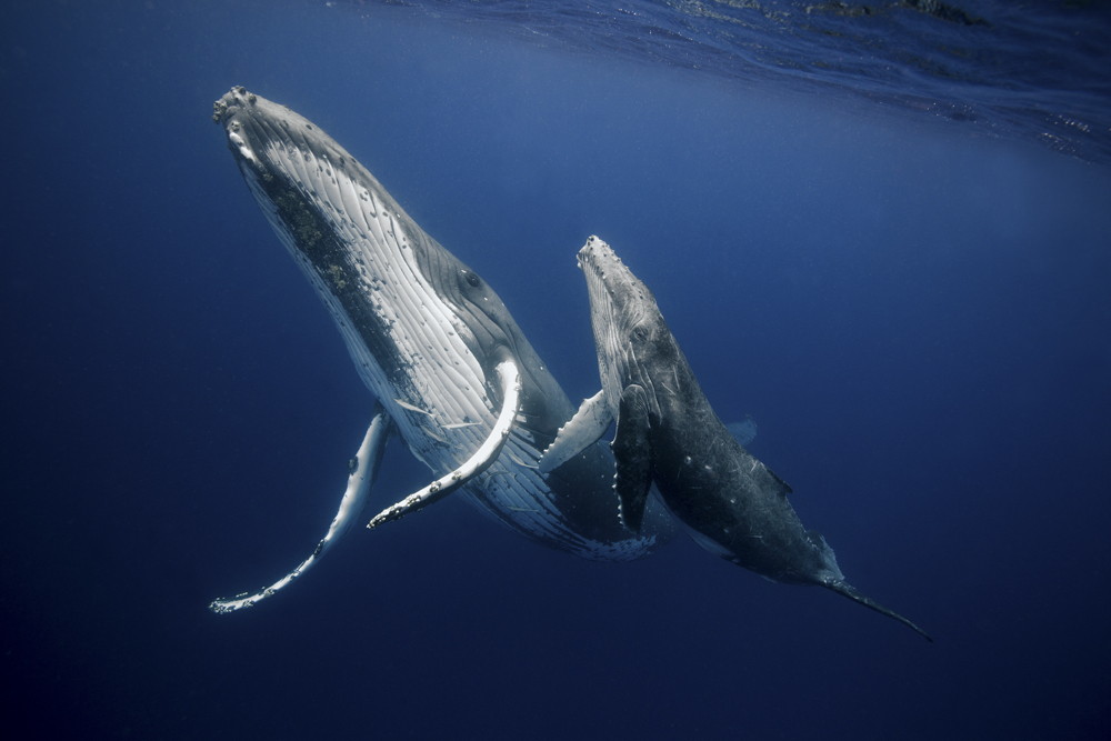 Ocean gentle giants