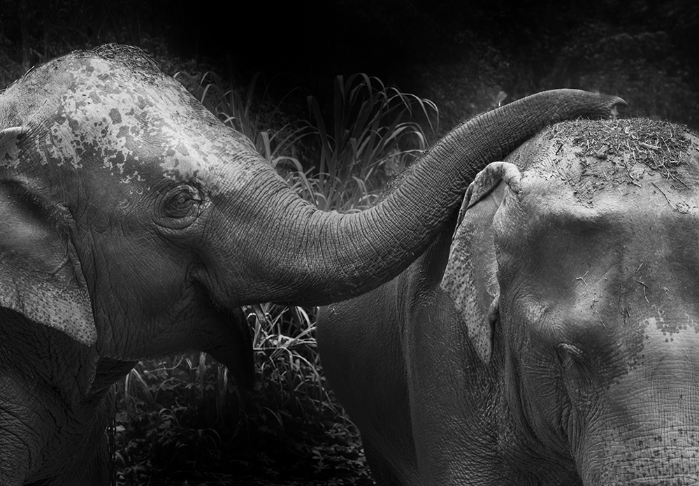 Elephant Love