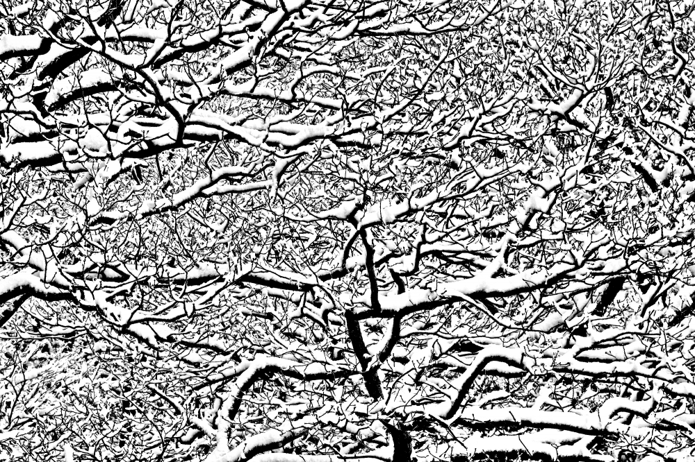 Winter-Trees