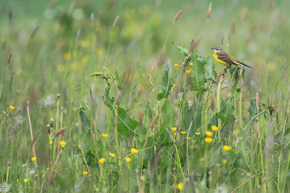 The World of the Yellow Wagtail