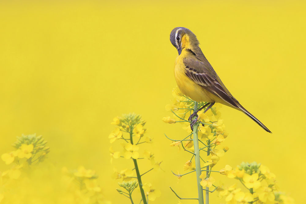 The World of the Yellow Wagtail