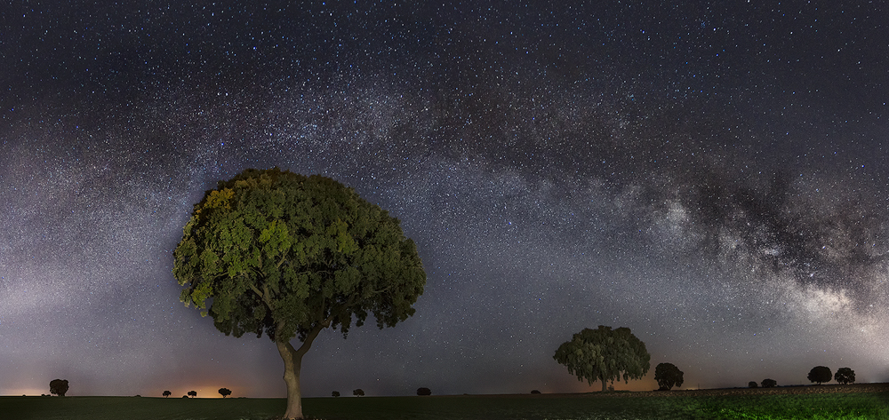 Milky Way over the holm oak meadow