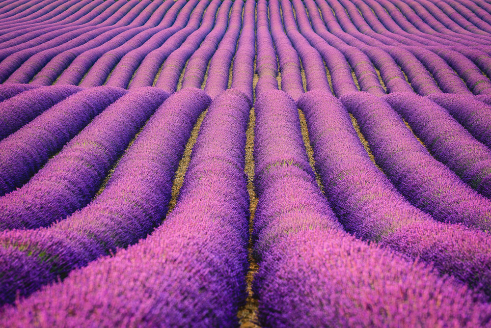 Lavender Sea