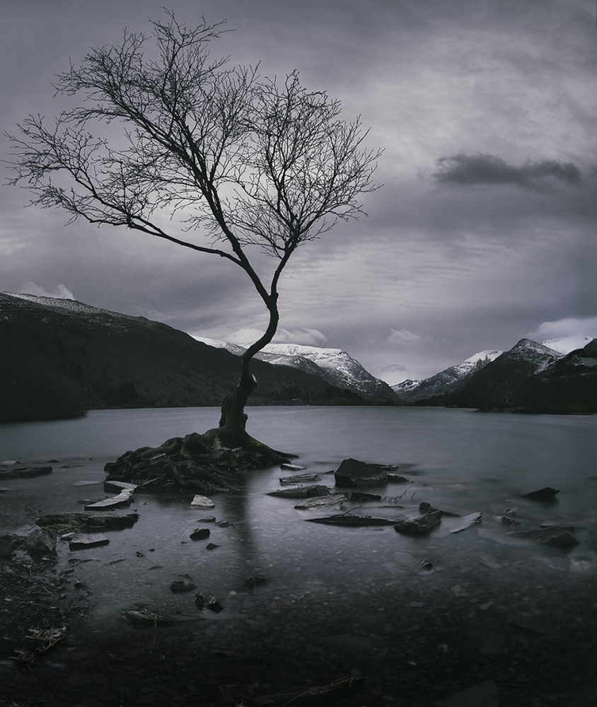 The Lone Tree revisited