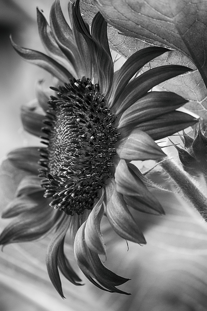 Monochrome Sun Flower
