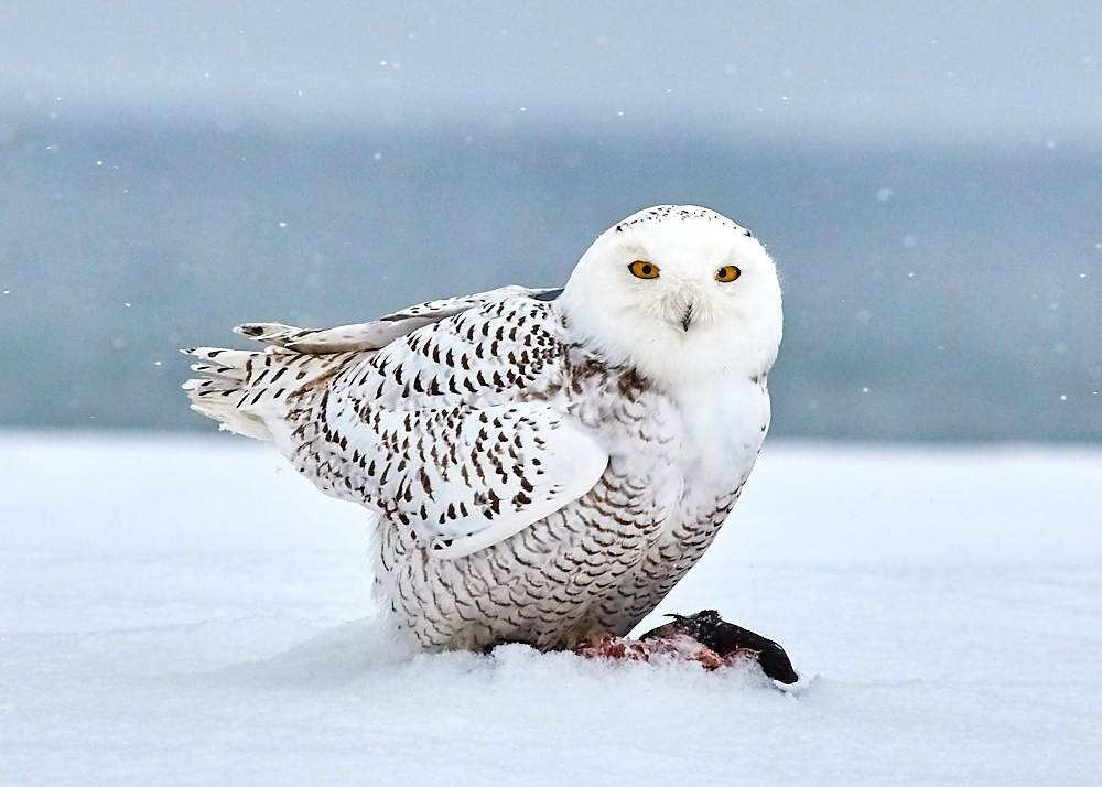 Magic of the Snowy Owl