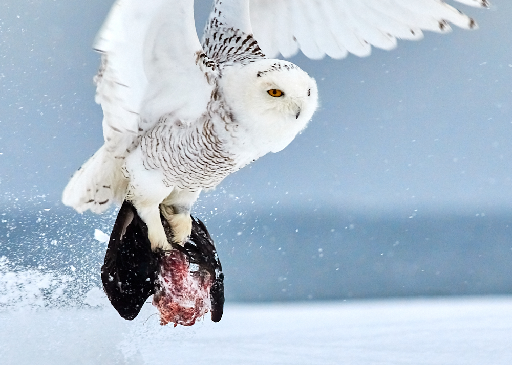 Magic of the Snowy Owl