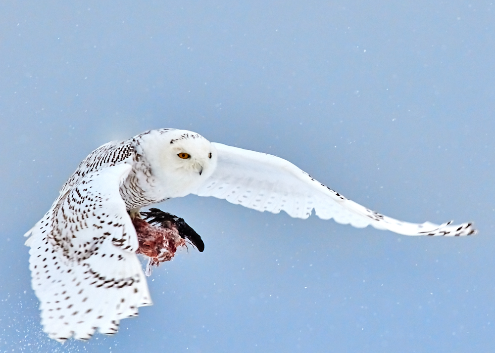 Magic of the Snowy Owl