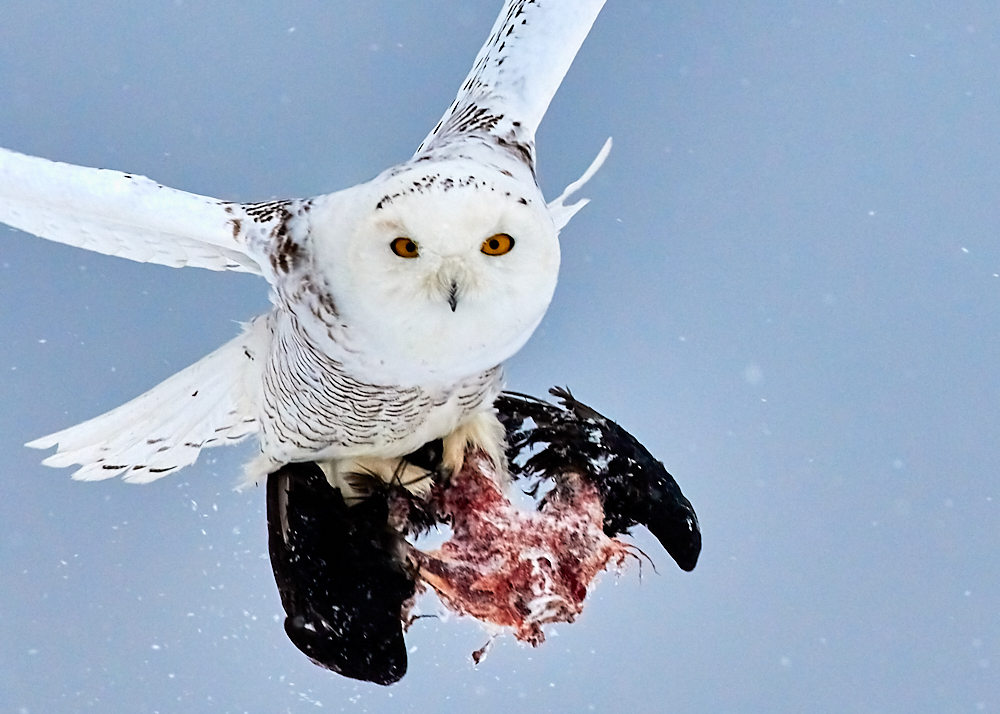 Magic of the Snowy Owl